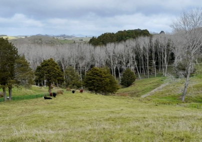 geotech report Whangarei pre purchase appraisal