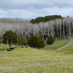 geotech report Whangarei pre purchase appraisal